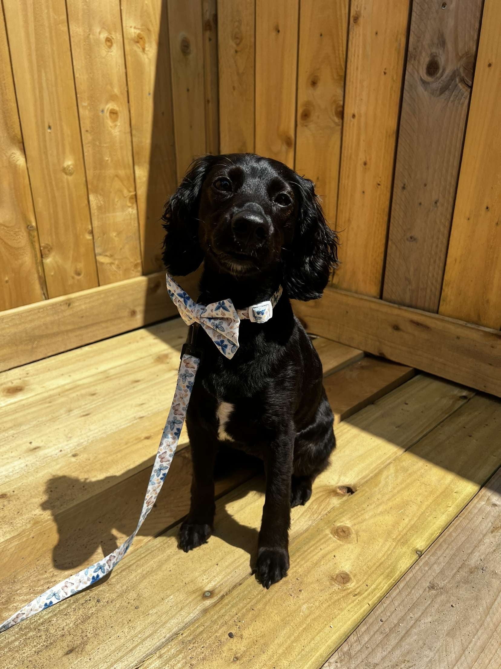 Butterfly Collar Img