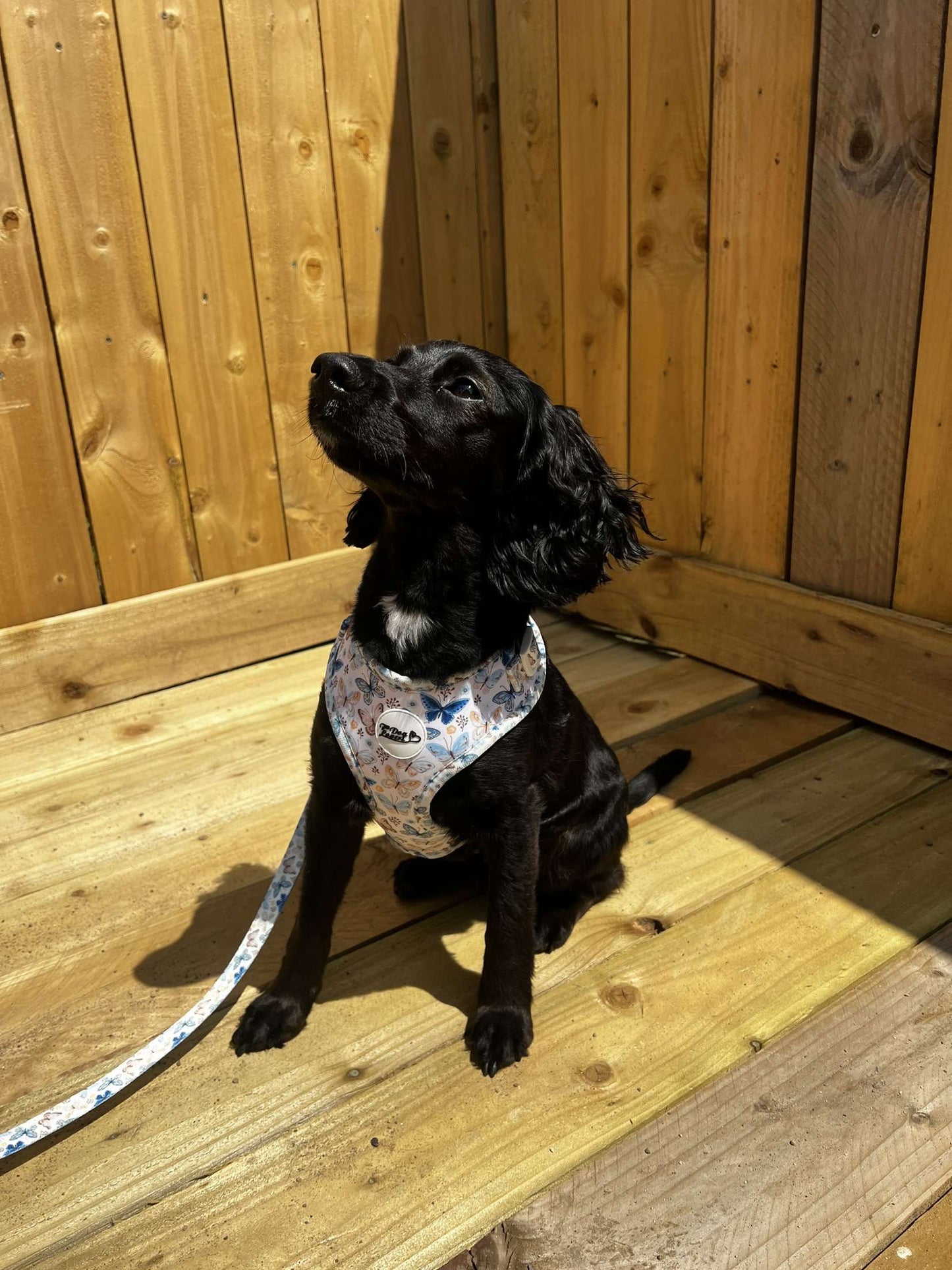 Butterfly Harness Img