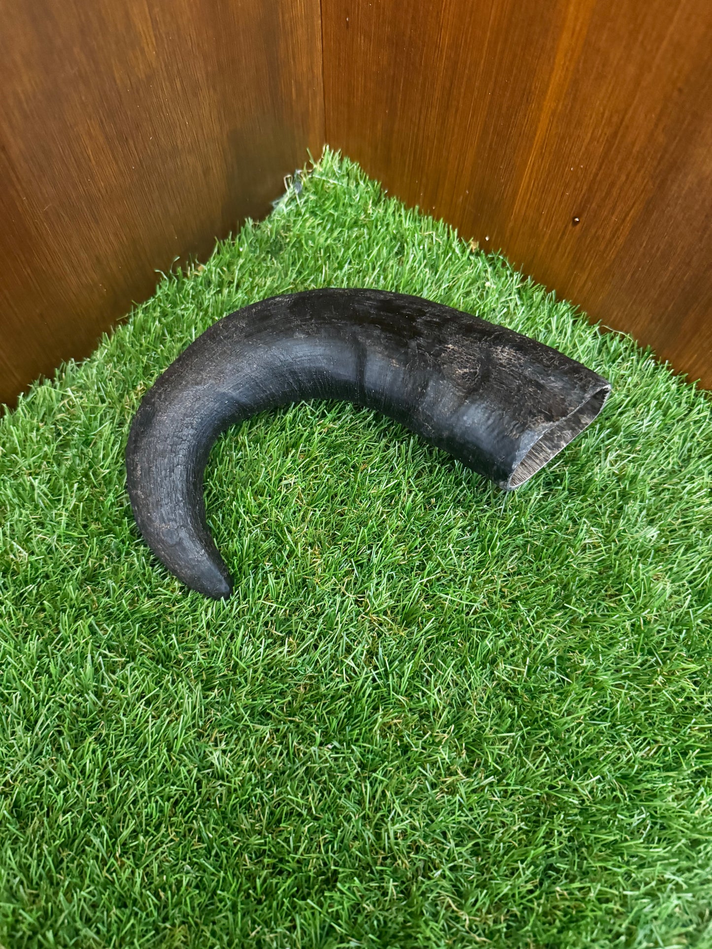 Large Buffalo Horn