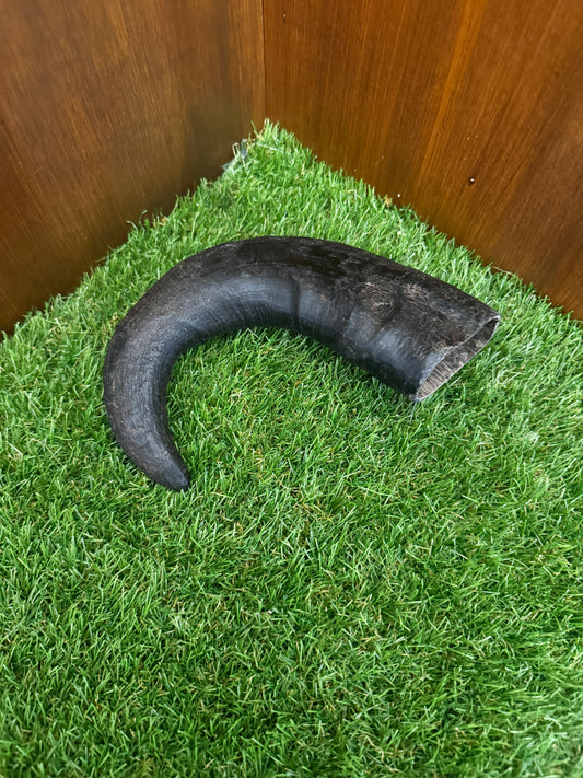 Large Buffalo Horn