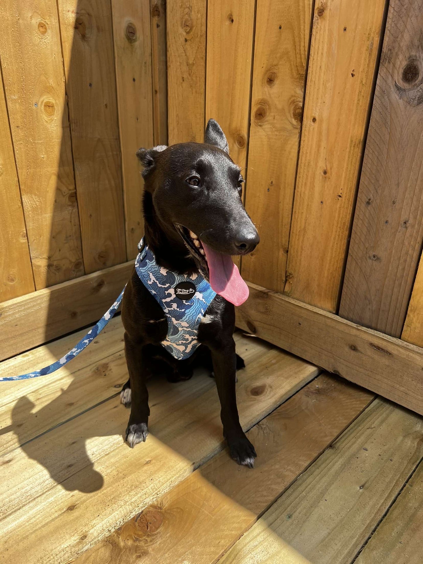 Ocean Blue Harness Img