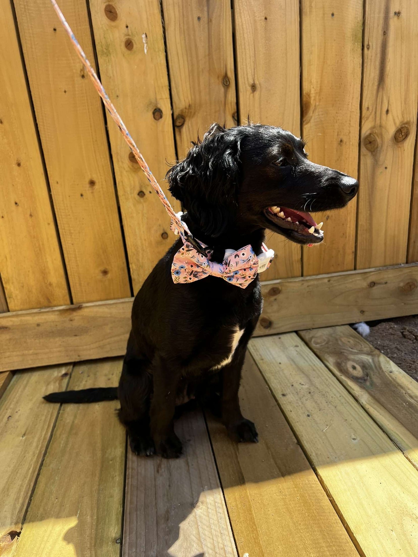 Summer Flower Collar Img