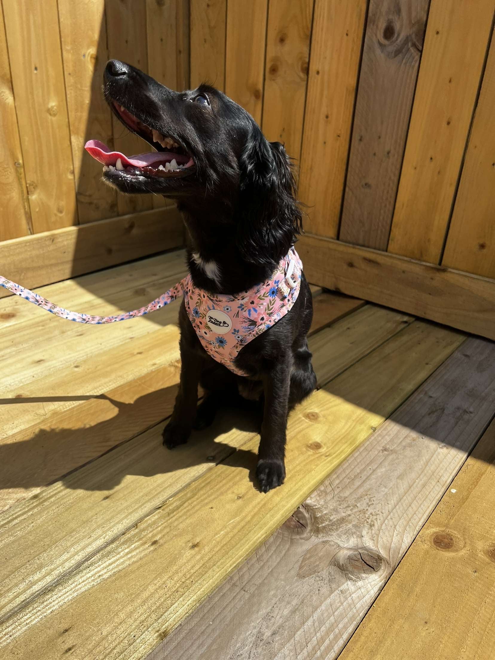 Summer Flower Harness Img