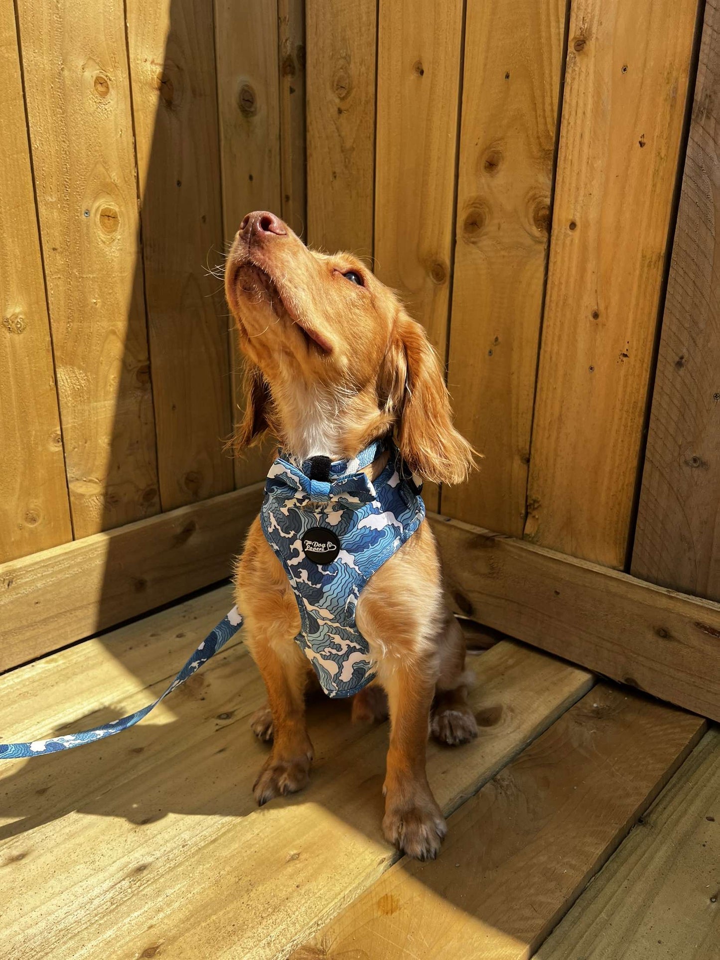 Ocean Blue Harness